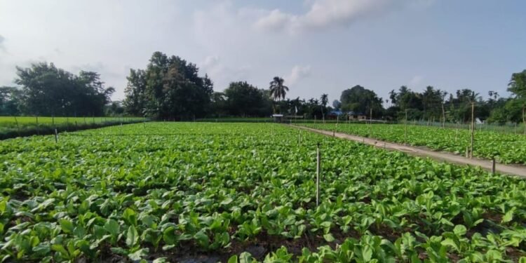 देउकुमारको कृषि फार्ममा तीस लाखको रायोको साग