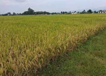 ‘पाकेर झुलिसकेको धान भित्र्याउन नपाएर समस्या भइरहेको छ’