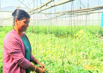 तरकारीखेतीबाट नौ लाख आम्दानी