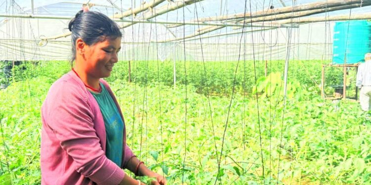 तरकारीखेतीबाट नौ लाख आम्दानी