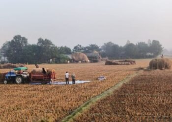 किसानलाई धान भित्र्याउन भ्याइनभ्याई