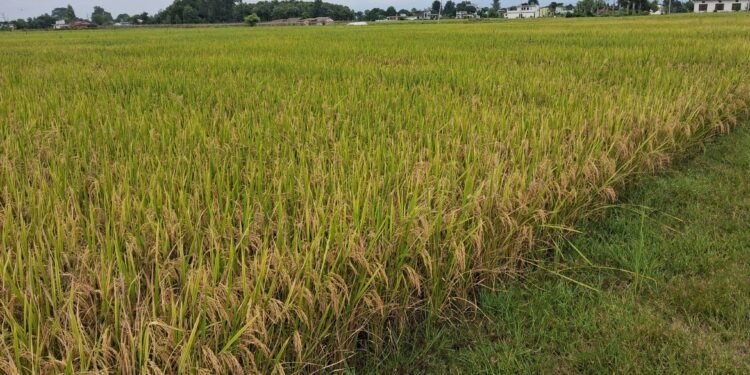 ‘पाकेर झुलिसकेको धान भित्र्याउन नपाएर समस्या भइरहेको छ’