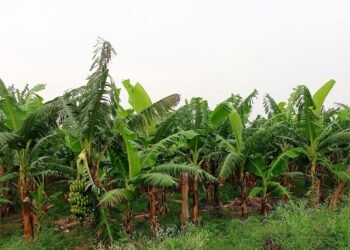 केराका थामबाटै आम्दानी