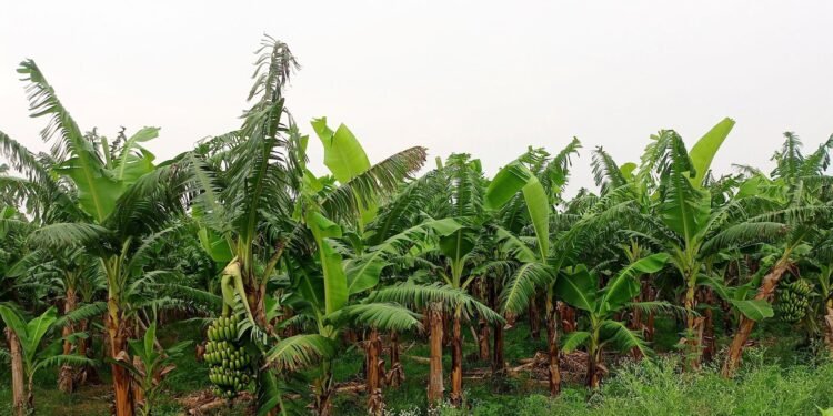 केराका थामबाटै आम्दानी