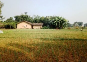 लसुन रोपेर आम्दानी गर्दै पिपलाडीका किसान