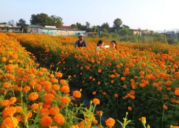 सामूहिक सयपत्री फूलखेतीमा महिला