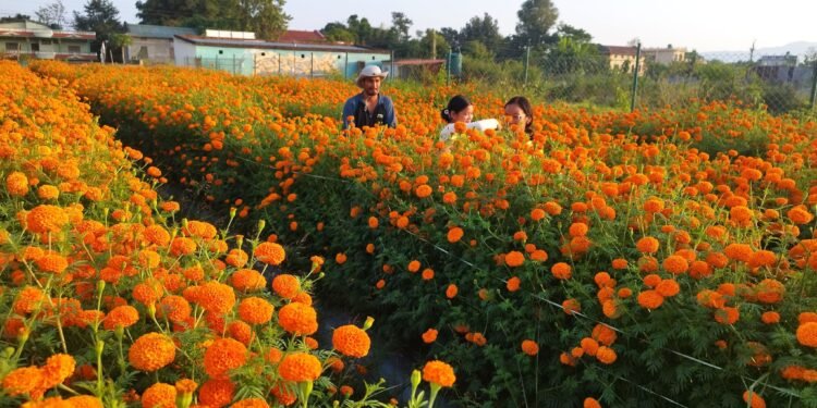 सामूहिक सयपत्री फूलखेतीमा महिला