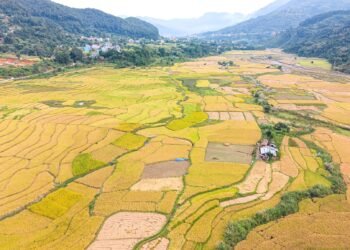 बेमौसमी वर्षाले धान थन्क्याउन नपाएपछि महोत्तरीका किसान चिन्तित