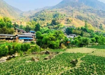 बागलुङमा एक अर्ब ९४ करोड ६० लाखको आलु उत्पादन