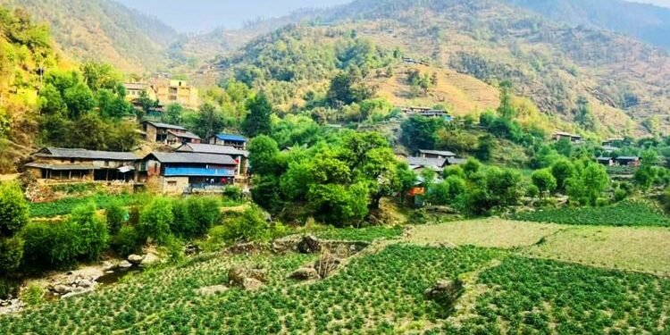 बागलुङमा एक अर्ब ९४ करोड ६० लाखको आलु उत्पादन