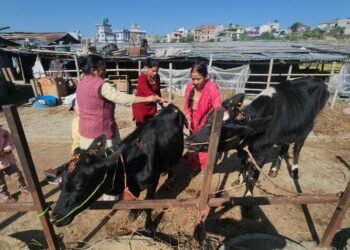 तिहारको पाँचौ दिन गाई पूजा गरिँदै