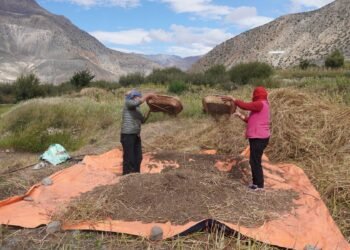 मुस्ताङका किसान ‘फापर’ थन्क्याउन व्यस्त