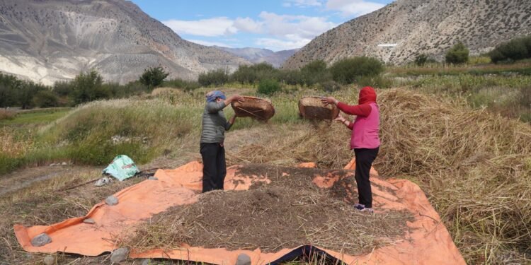 मुस्ताङका किसान ‘फापर’ थन्क्याउन व्यस्त