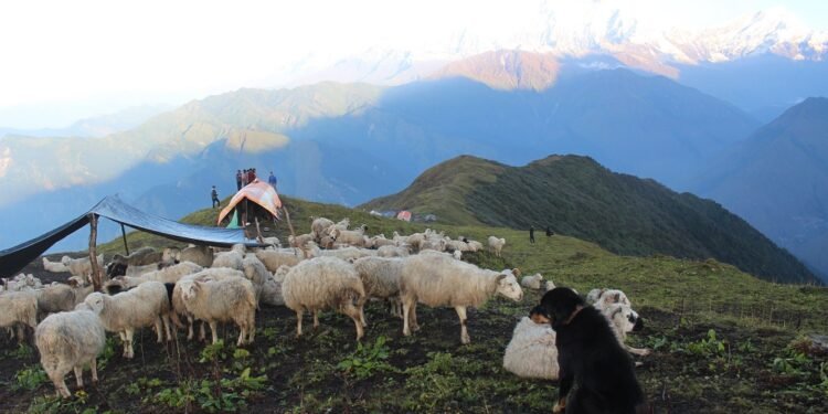 घुम्ती गोठको सुरक्षाका लागि कुकुर पाल्ने चलन