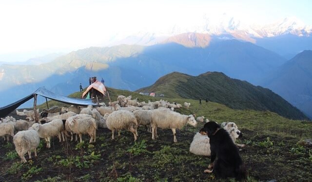 घुम्ती गोठको सुरक्षाका लागि कुकुर पाल्ने चलन