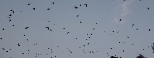 नारायणहिटी दरबार सङ्ग्रहालय अगाडि दुलालको काग सम्मेलन