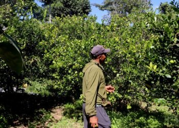 कागती बिक्री गरेर तीन लाख आम्दानी