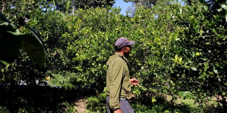 कागती बिक्री गरेर तीन लाख आम्दानी