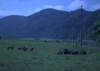 आहारको व्यवस्थापनले गिद्धको आगमन बढ्दै