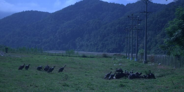 आहारको व्यवस्थापनले गिद्धको आगमन बढ्दै