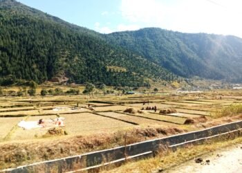 जुम्ली किसानलाई मार्सीधान काट्न चटारो