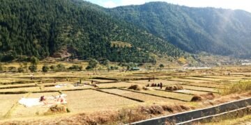 जुम्ली किसानलाई मार्सीधान काट्न चटारो