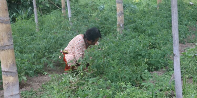 एकल महिलाको लोभलाग्दो अग्र्यानिक तरकारीखेती