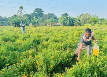 आर्थिक उपार्जन गर्न फूल व्यवसाय