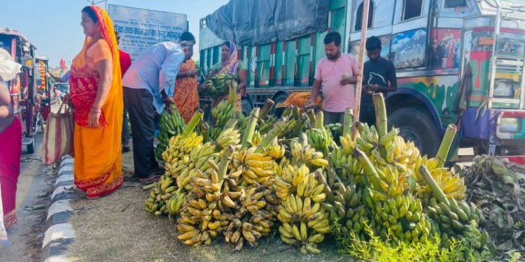 छठ पर्वले बजारमा केराको माग बढ्यो