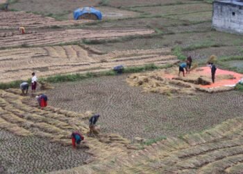 नुवाकोटका किसान बर्सातकै बीचमा धान भित्र्याउन व्यस्त