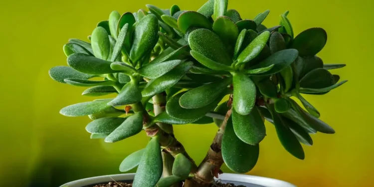 के हो ‘जेड प्लान्ट’ ? किन रोपिन्छ ?