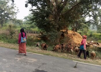 राप्तीसोनारीका महिला बाख्रापालनतर्फ आकर्षित