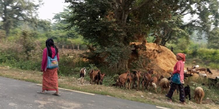 राप्तीसोनारीका महिला बाख्रापालनतर्फ आकर्षित