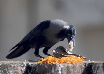 कार्तिक कृष्ण त्रयोदशीः आज काग तिहार मनाइँदै