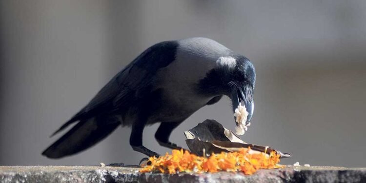 कार्तिक कृष्ण त्रयोदशीः आज काग तिहार मनाइँदै