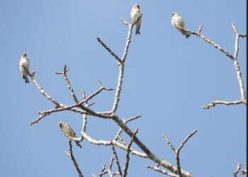 रेसुङ्गा र मदाने दुर्लभ चराको वासस्थान