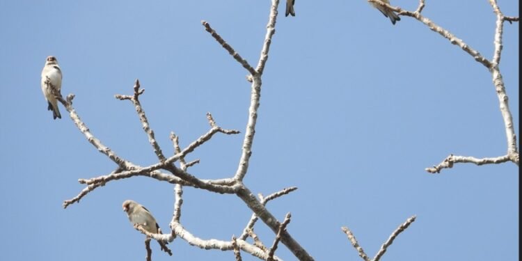 रेसुङ्गा र मदाने दुर्लभ चराको वासस्थान