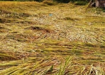 झपामा बाढीले पाँच करोडको धानबाली नष्ट