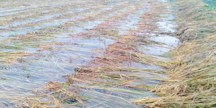 चार हजार हेक्टरमा लगाइएको बाली डुबानमा