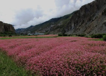 मनाङका किसानले भित्र्याए फापर बाली