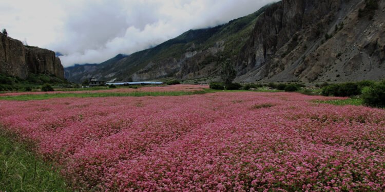 मनाङका किसानले भित्र्याए फापर बाली