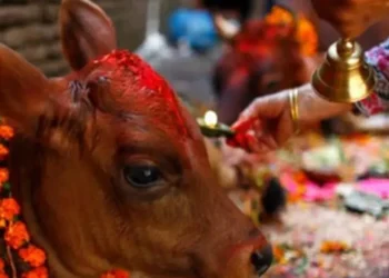 कार्तिक शुक्ल प्रतिपदाः गोरु, गोवर्द्धन र हलि पूजा
