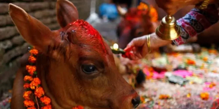 कार्तिक शुक्ल प्रतिपदाः गोरु, गोवर्द्धन र हलि पूजा