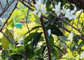 चैतमा फुल्ने ‘पलम’ असोजमै फुल्यो