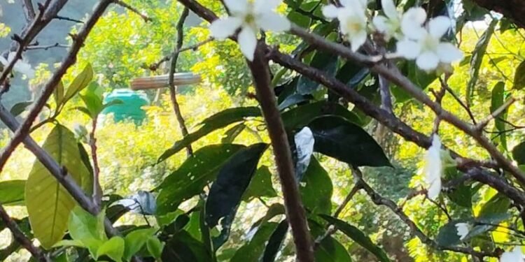 चैतमा फुल्ने ‘पलम’ असोजमै फुल्यो