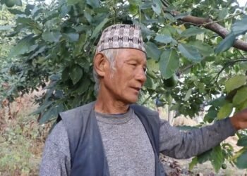 व्यावसायिक एभोकाडोखेतीबाट मनग्य आम्दानी