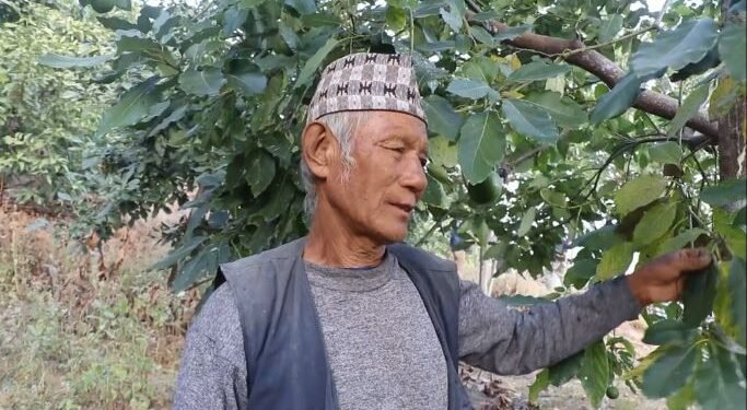 व्यावसायिक एभोकाडोखेतीबाट मनग्य आम्दानी