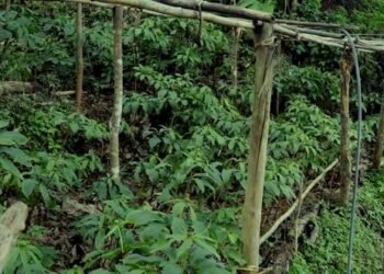 लेकाली भेगका किसानको आम्दानीको स्रोत सतुवा