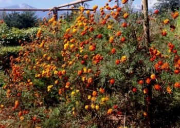 भोजपुरमा फूल उत्पादन घट्यो, माग उच्च