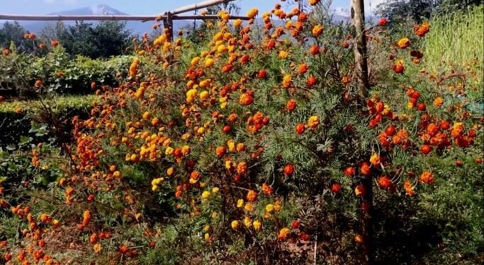 भोजपुरमा फूल उत्पादन घट्यो, माग उच्च